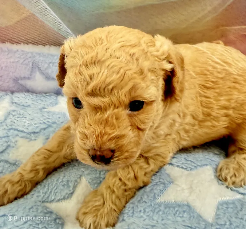 Captain  – Poodle - Toy  puppy for sale in Puyallup, WA