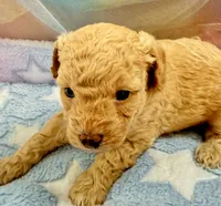 Captain , a male Poodle - Toy  for sale in Puyallup, WA – 1 of 3