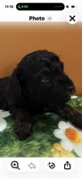 Tux, a male Poodle - Toy  for sale in Puyallup, WA – 4 of 4