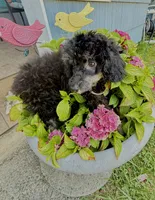 Mr. Darcy, a male Poodle - Toy  for sale in Puyallup, WA – 2 of 6