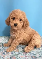 Treasure, a female Poodle - Toy  for sale in Puyallup, WA – 7 of 8
