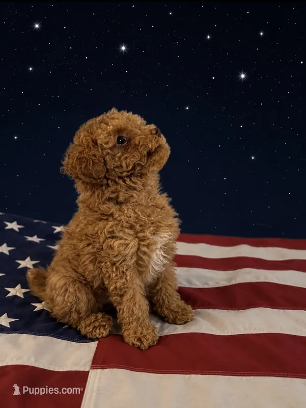 ✨ Junior ✨ – Poodle - Toy  puppy for sale in Puyallup, WA
