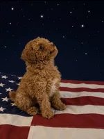 ✨ Junior ✨, a male Poodle - Toy  for sale in Puyallup, WA – 1 of 3