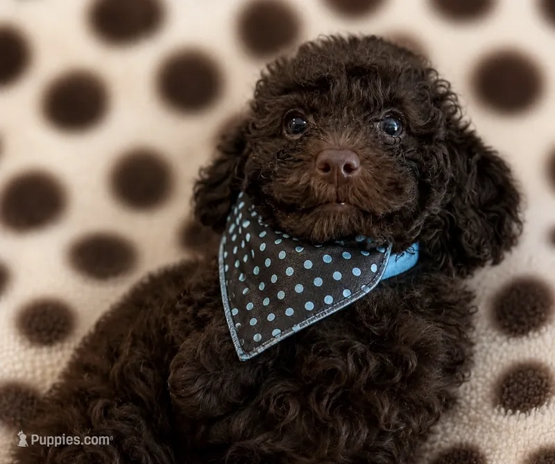 🐶 Curly (dark brown)🤎🐾 – Poodle - Toy  puppy for sale in Puyallup, WA