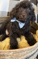 🐶 Curly (dark brown)🤎🐾, a male Poodle - Toy  for sale in Puyallup, WA – 6 of 7