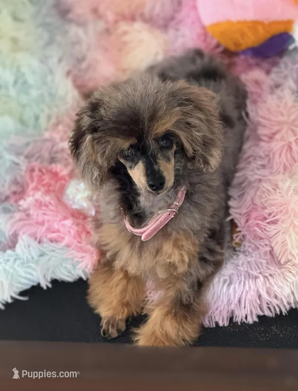 Maddie-Guardian Home – Poodle - Miniature  puppy for sale in Puyallup, WA