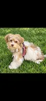 Mia-GUARDIAN HOME!, a female Morkie for sale in Puyallup, WA – 2 of 2