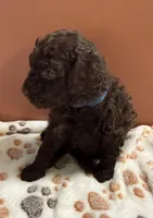 Buster Brown, a male Poodle - Toy  for sale in Puyallup, WA – 7 of 9