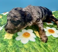 Levi, a male Poodle - Miniature  for sale in Puyallup, WA – 2 of 3