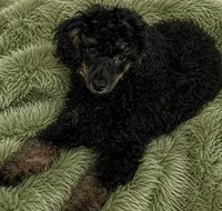 Loki- SOLD, a male Poodle - Toy  for sale in Puyallup, WA – 1 of 4