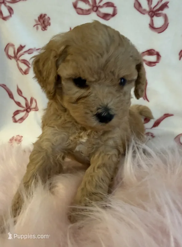 ☀️ Sunshine ☀️  – Poodle - Toy  puppy for sale in Puyallup, WA