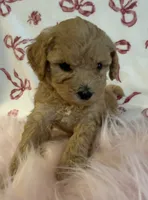 ☀️ Sunshine ☀️ , a female Poodle - Toy  for sale in Puyallup, WA – 1 of 4