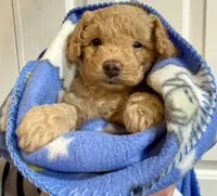 Twinkle , a male Poodle - Toy  for sale in Puyallup, WA – 5 of 5