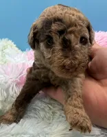 Buck, a male Poodle - Miniature  for sale in Puyallup, WA – 1 of 4