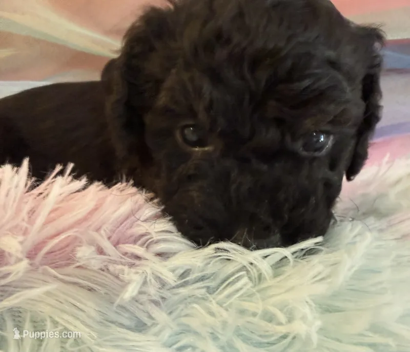 Tux – Poodle - Toy  puppy for sale in Puyallup, WA