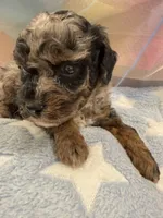 Levi, a male Poodle - Toy  for sale in Puyallup, WA – 3 of 3