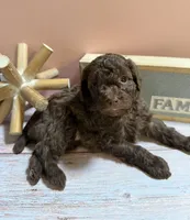 Buster Brown, a male Poodle - Toy  for sale in Puyallup, WA – 5 of 9