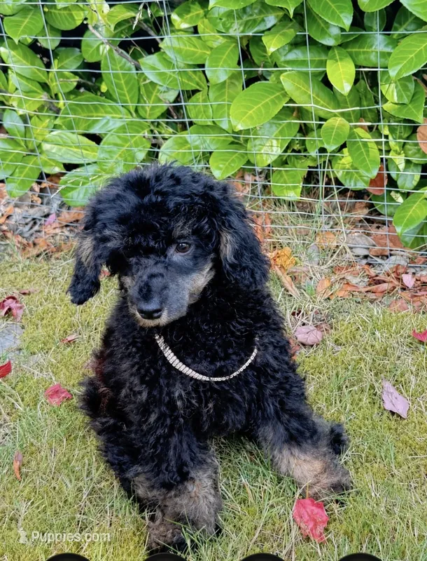 🎩 Tux 🎩black phantom  – Poodle - Toy  puppy for sale in Puyallup, WA
