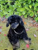 Mr. Darcy, a male Poodle - Toy  for sale in Puyallup, WA – 1 of 6
