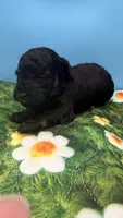 Curly, a male Poodle - Toy  for sale in Puyallup, WA – 3 of 3