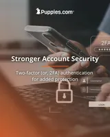 this is a test, a male Norrbottenspetz for sale in Tucson, AZ – Photo 2 of 4