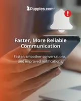 this is a test, a male Norrbottenspetz for sale in Tucson, AZ – Photo 1 of 4