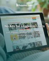 this is a test, a male Norrbottenspetz for sale in Tucson, AZ – Photo 3 of 4