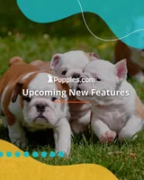 this is a test, a male Norrbottenspetz for sale in Tucson, AZ – Photo 4 of 4