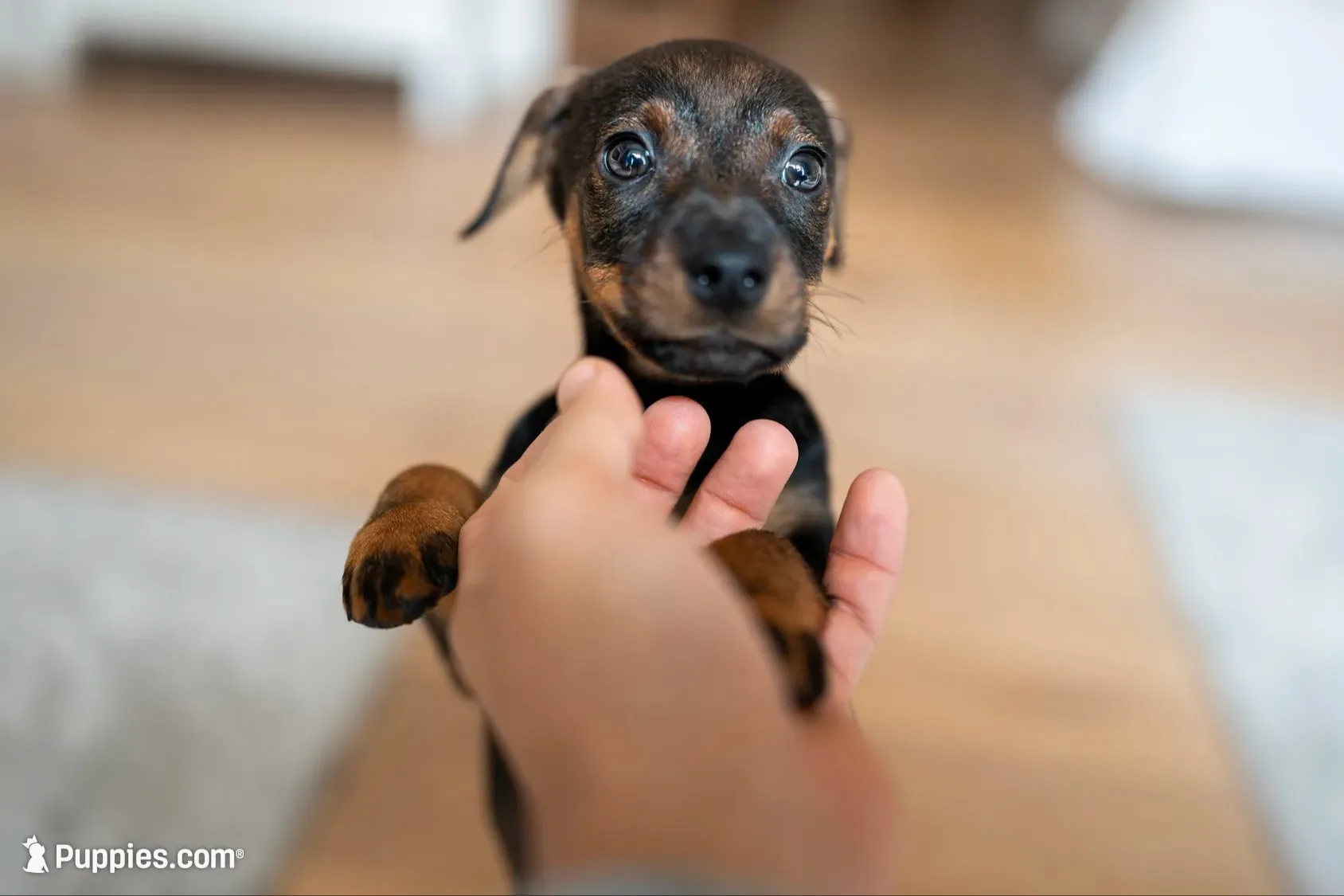 tester, a male Norrbottenspetz for sale in Tucson, AZ – 1 of 2