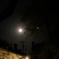 test, a female Poitevin for sale in Tucson, AZ – Photo 5 of 9