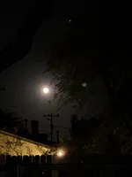 test, a female Poitevin for sale in Tucson, AZ – Photo 5 of 9