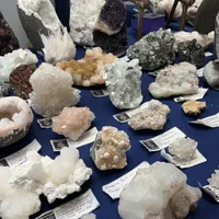 test, a female Poitevin for sale in Tucson, AZ – Photo 6 of 9