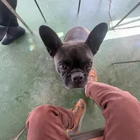 test, a female Poitevin for sale in Tucson, AZ – Photo 9 of 9