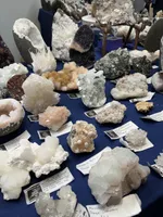 tester, a male Norrbottenspetz for sale in Tucson, AZ – Photo 1 of 4