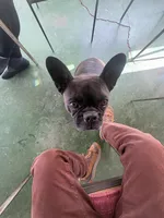 test, a female Poitevin for sale in Tucson, AZ – Photo 3 of 9