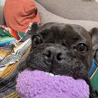 test, a female Poitevin for sale in Tucson, AZ – Photo 4 of 9