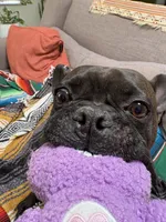 test, a female Poitevin for sale in Tucson, AZ – Photo 4 of 9