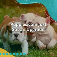 test listing, a male Norrbottenspetz for sale in Tucson, AZ – Photo 1 of 2