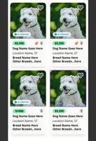 test listing, a male Norrbottenspetz for sale in Tucson, AZ – Photo 2 of 2