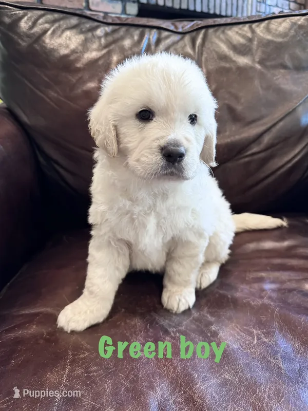 Green boy – English Cream Golden Retriever puppy for sale in Tennille, GA