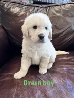 Green boy, a male English Cream Golden Retriever for sale in Tennille, GA – 1 of 4
