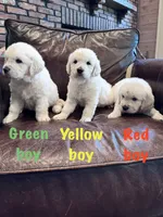 Red boy, a male English Cream Golden Retriever for sale in Tennille, GA – 2 of 4