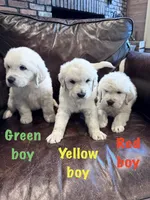Green boy, a male English Cream Golden Retriever for sale in Tennille, GA – 3 of 4