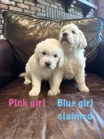 Pink Girl, a female English Cream Golden Retriever for sale in Tennille, GA – 2 of 2
