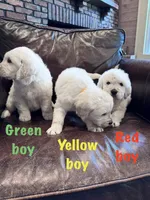 Yellow boy, a male English Cream Golden Retriever for sale in Tennille, GA – 3 of 4