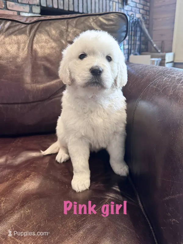 Pink Girl – English Cream Golden Retriever puppy for sale in Tennille, GA