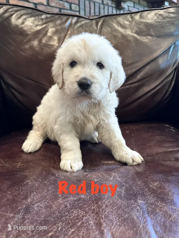 Red boy – English Cream Golden Retriever puppy for sale in Tennille, GA