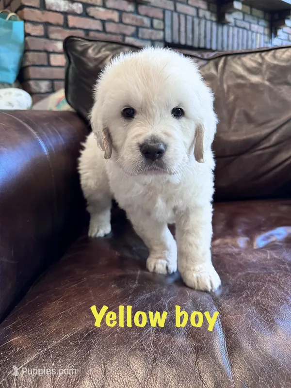 Yellow boy – English Cream Golden Retriever puppy for sale in Tennille, GA