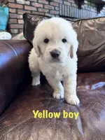 Yellow boy, a male English Cream Golden Retriever for sale in Tennille, GA – 1 of 4