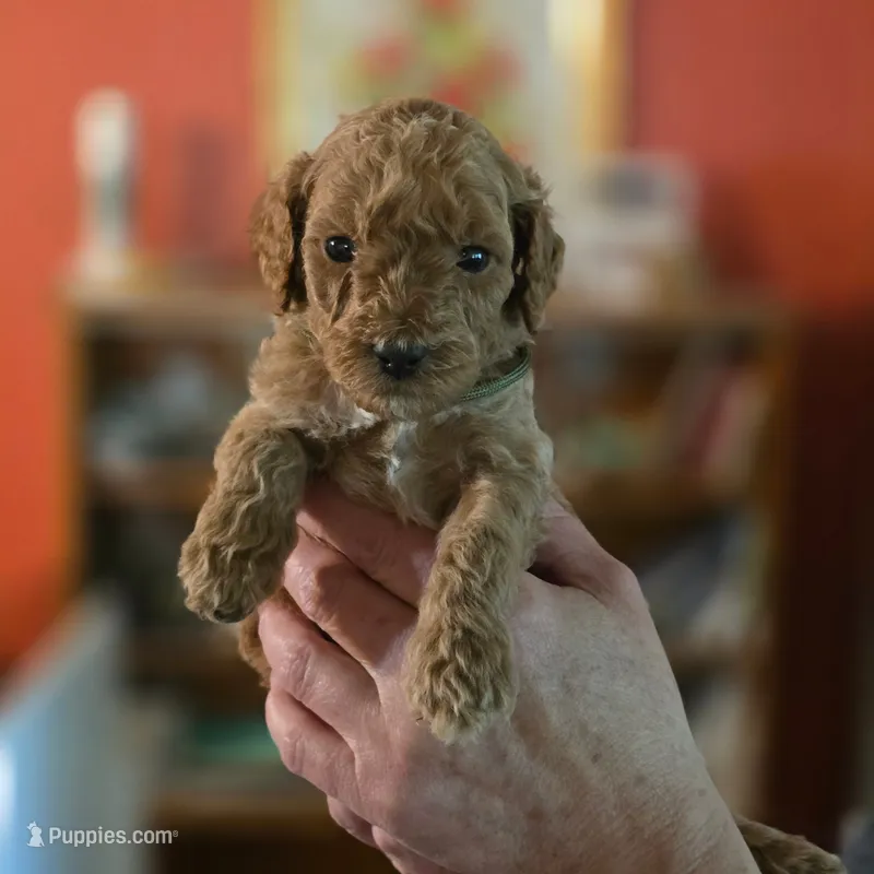 Steven Strange – Miniature Goldendoodle puppy for sale in Milton, FL